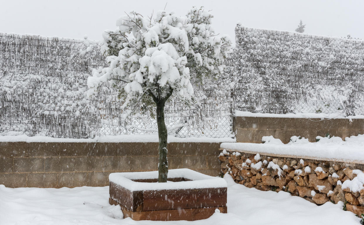  Snow covered tree in winter garden. 