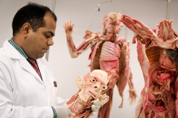 human dissection in medical school