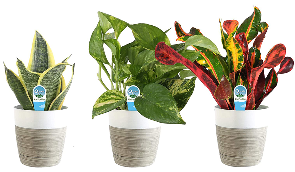 Three air purifying plants. 