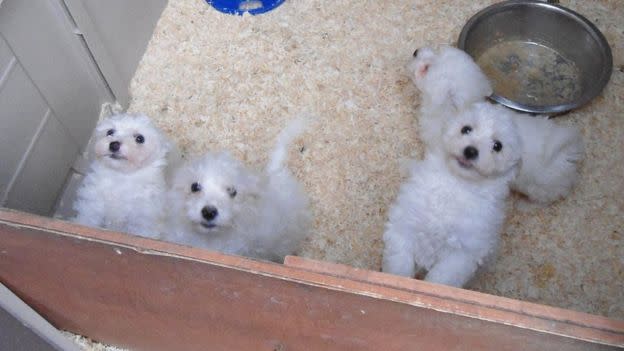 The ill dogs were sold for up to £650 to families across the UK