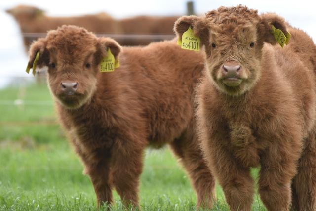 Where to meet a Highland Cow in the Cairngorms - Visit Cairngorms