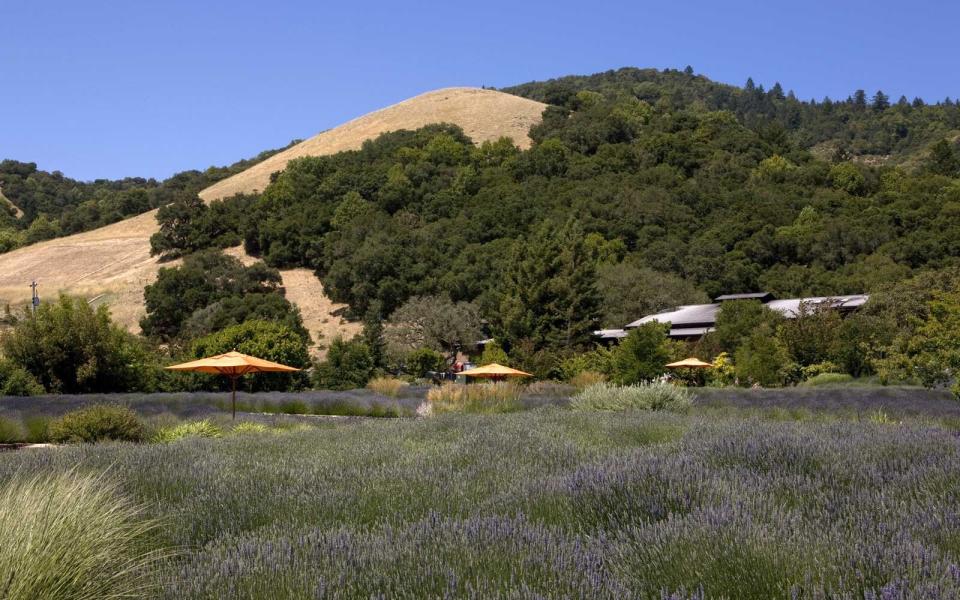 The lavender garden at Bennett Valley's Matanzas Creek Winery