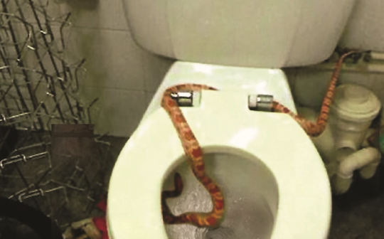 Make Sure You Flussssh: Man Goes To The Toilet, Finds Six Foot