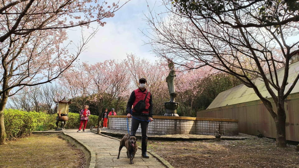 動保員唐俊源帶領毛寶貝與民眾一起蹓狗賞櫻。   圖：新北市動保處提供