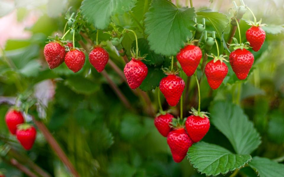 Strawberries - Jacky Parker Photography