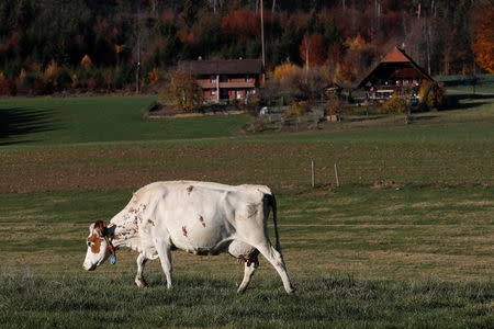 A hornless cow grazes in a field, ahead of a national vote on the horned cow initiative (Hornkuh-Initiative), at Stefan Gilgen's farm in Oberwangen, Switzerland, November 12, 2018. Picture taken November 12, 2018. REUTERS/Stefan Wermuth