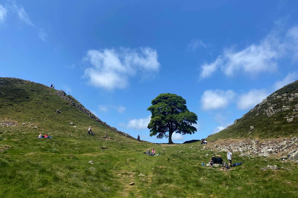 The Sycamore Gap tree standing majestically before it was felled (AFP/Getty)