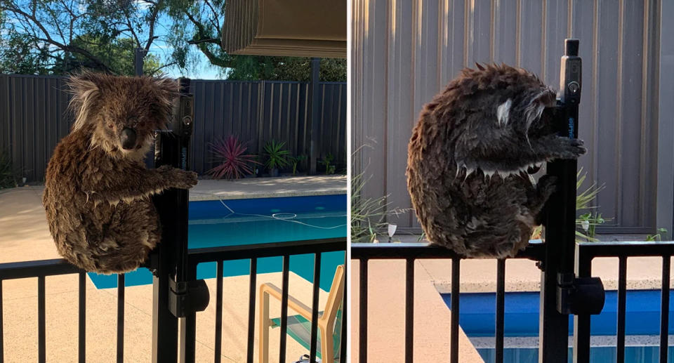 A wet koala sitting on a black backyard pool fence on a hot day. 