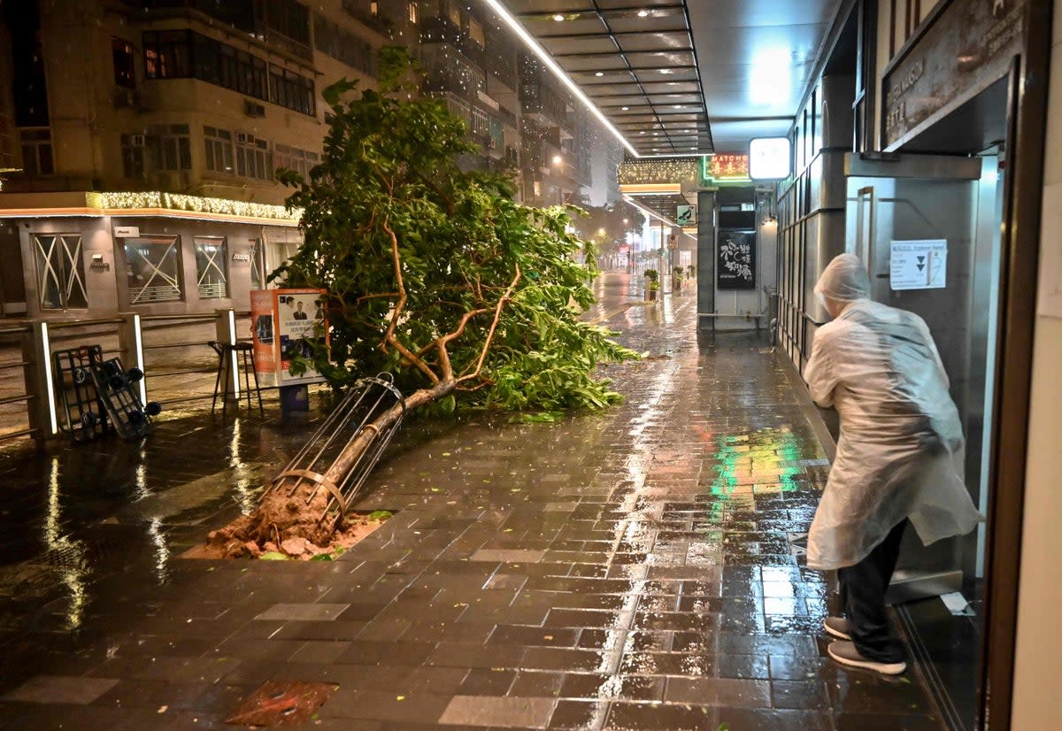A tree uprooted by Typhoon Saola in Causeway Bay in Hong Kong on Friday (AFP via Getty Images)