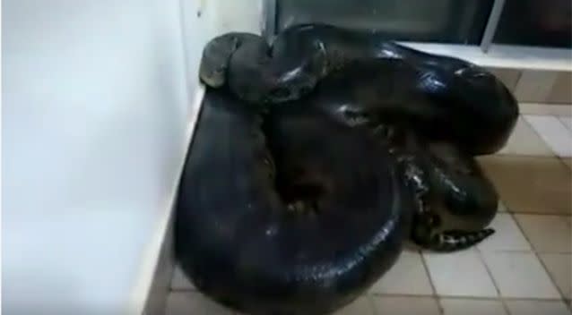 A green anaconda was curled up, asleep on a Brazilian balcony. Picture: Doidos e Varridos