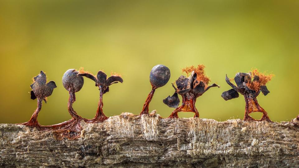 © Barry Webb Slime Moulds on Parade CUPOTY