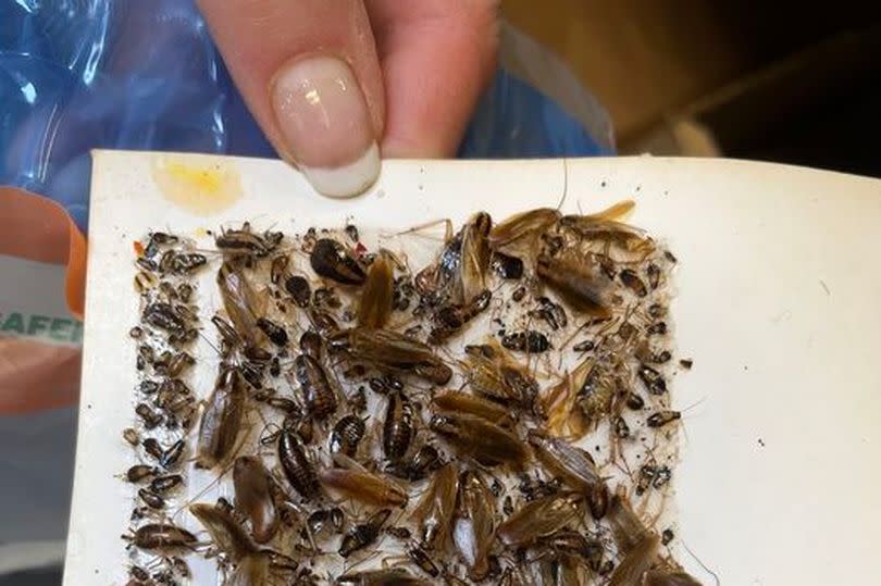 Insects discovered by Food & Safety Officers during the inspection in Coventry