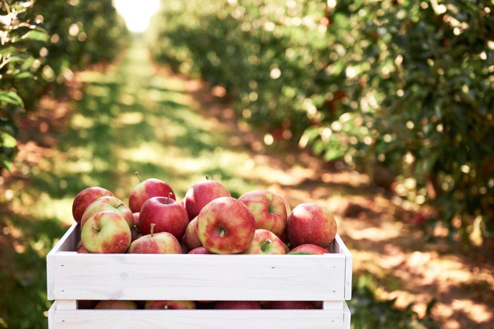 Fresh apples in crate in an apple orchard