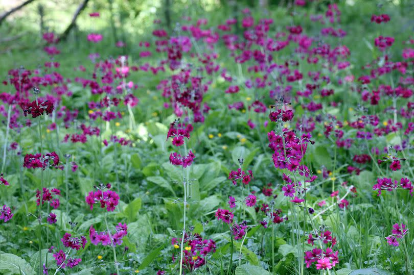 More beautiful bright flowers at Clyne Gardens