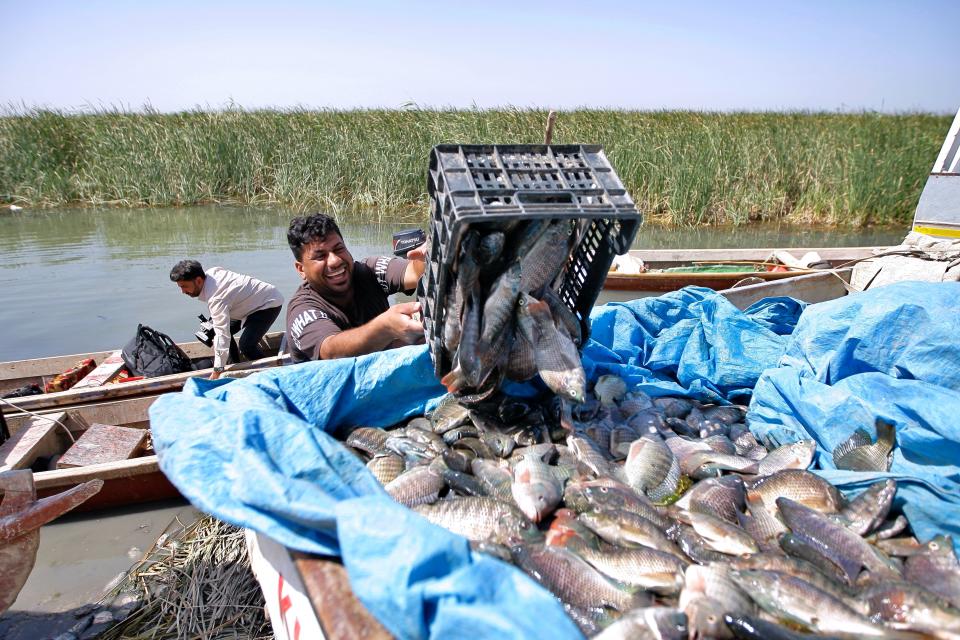 Fishermen unload the day's catch from the marshes into pick-up trucks in Chibayish, Iraq, Saturday, May, 1, 2021. Deep within Iraq's celebrated marsh lands, conservationists are sounding alarm bells and issuing a stark warning: Without quick action, the UNESCO protected site could all but wither away. (AP Photo/Anmar Khalil)