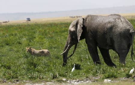 A lioness moves away from an elephant in Amboseli National Park, southeast of Kenya's capital Nairobi, March 25, 2016. REUTERS/Thomas Mukoya/File Photo