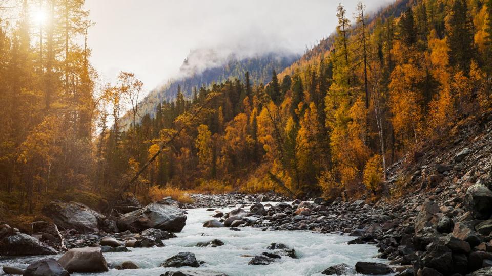 misty landscape in the mountains with golden larches canada