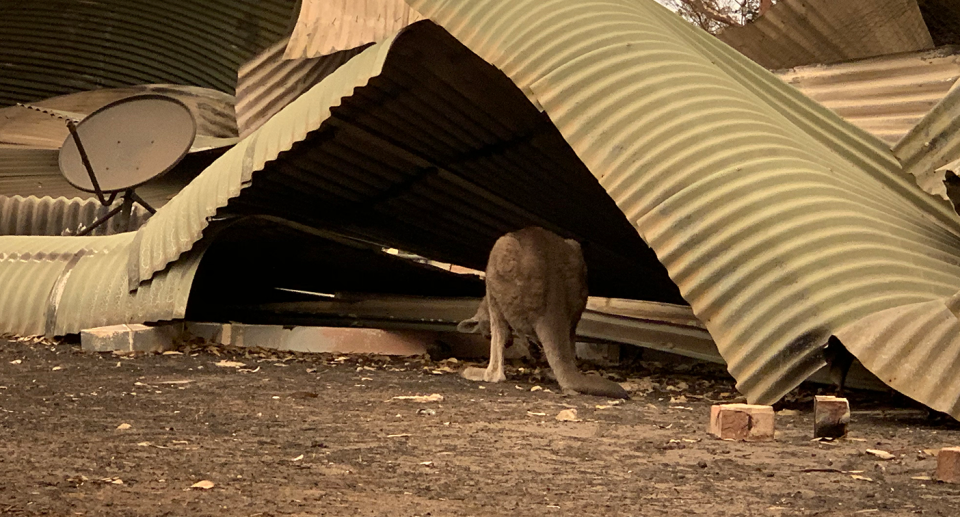 Clover sheltering under corrugated iron after the bushfires.