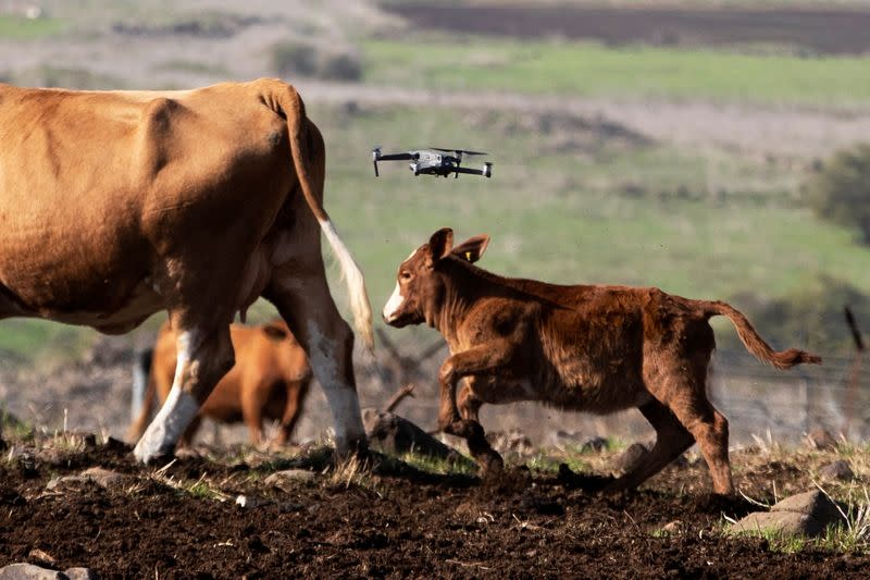 Droves by drone: Israeli cow-herders turn to flying tech to boost efficiency