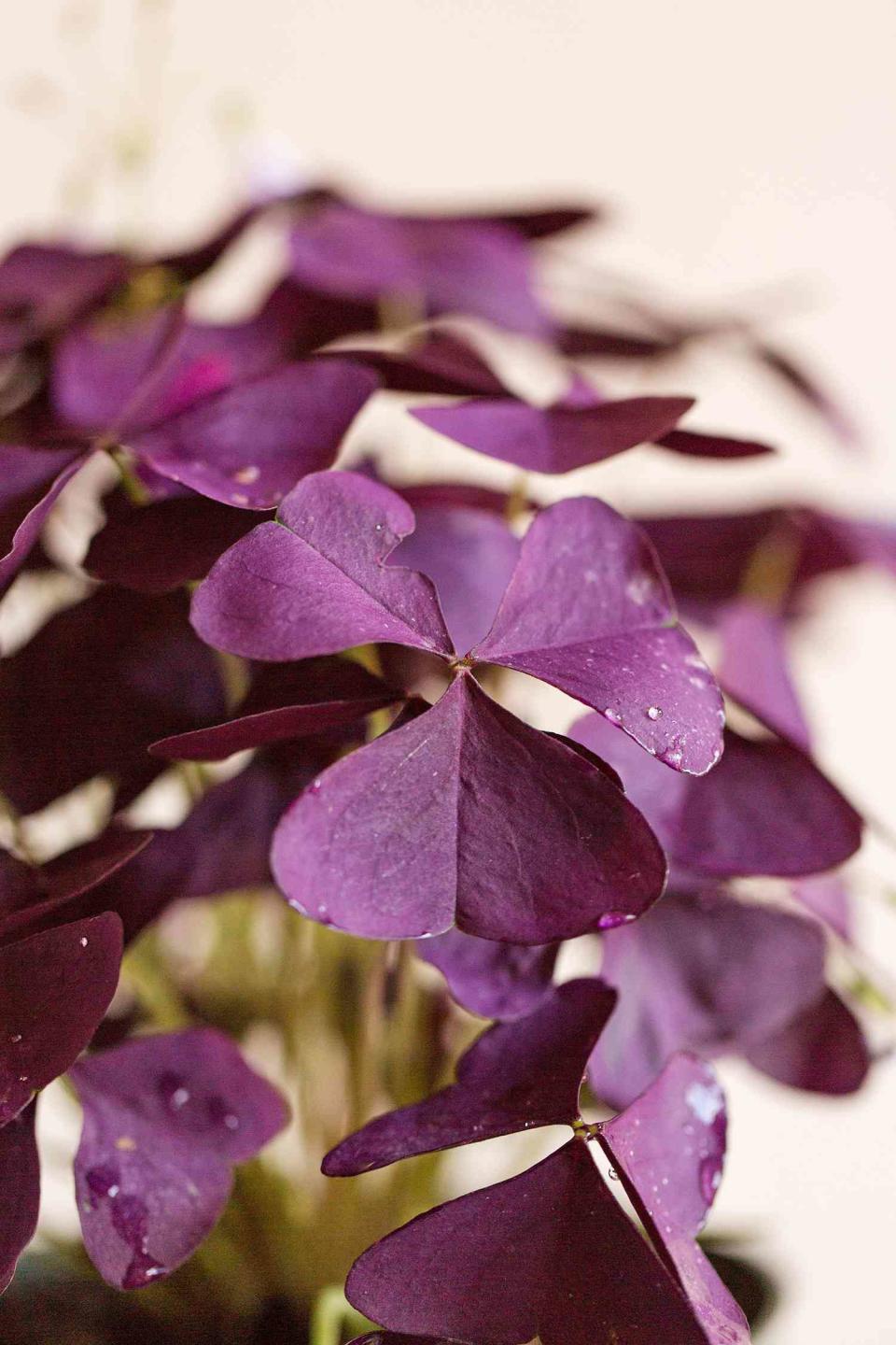 Purple Oxalis