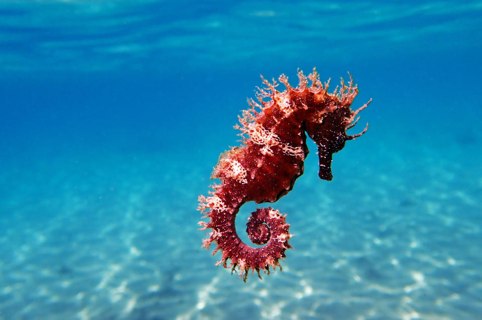 A seahorse with a curly tail is floating in clear blue ocean water