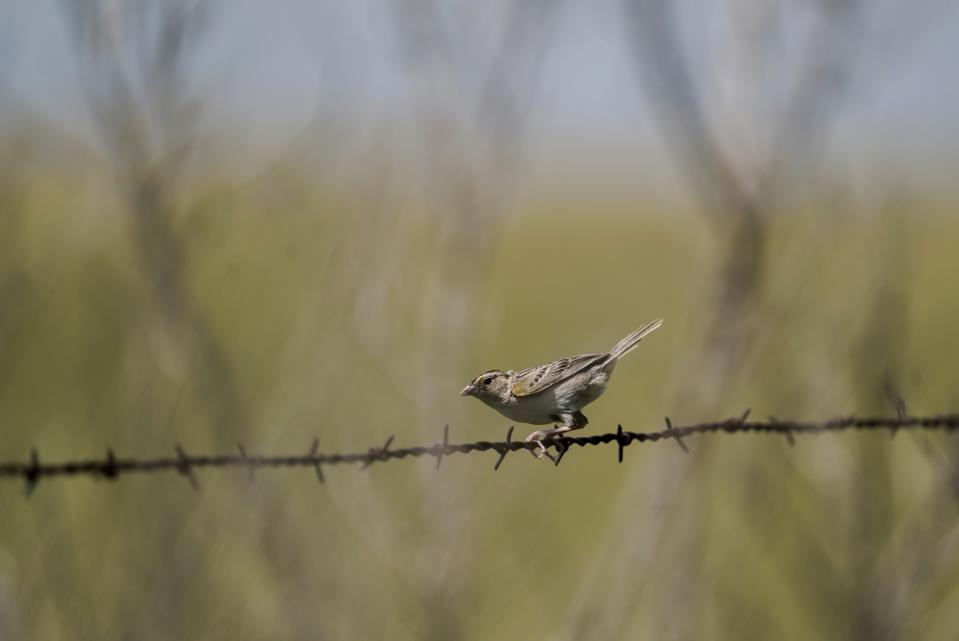 FILE - A grasshopper sparrow perches on a barbed wire fence, Tuesday, June 20, 2023, in Denton, Neb. Birding’s popularity soared during the pandemic, when people were eager to get outside. Merlin, a free app, is able to identify birds solely by sound. (AP Photo/Joshua A. Bickel, File)