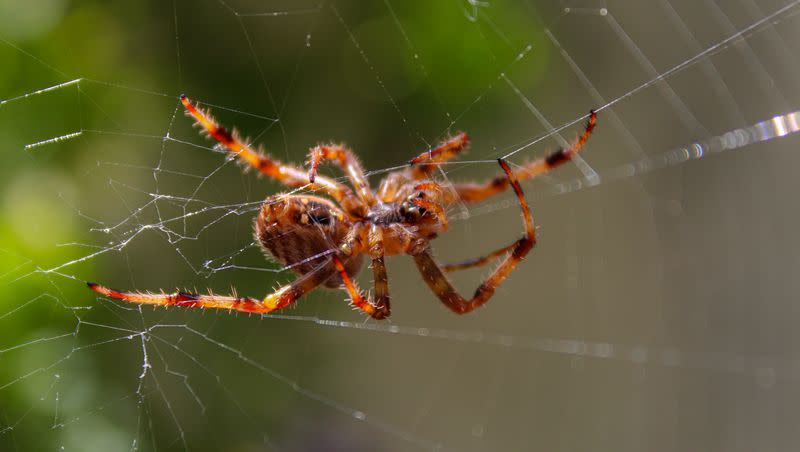 Do people eat spiders while they sleep? That’s an urban legend experts are happy to squash.