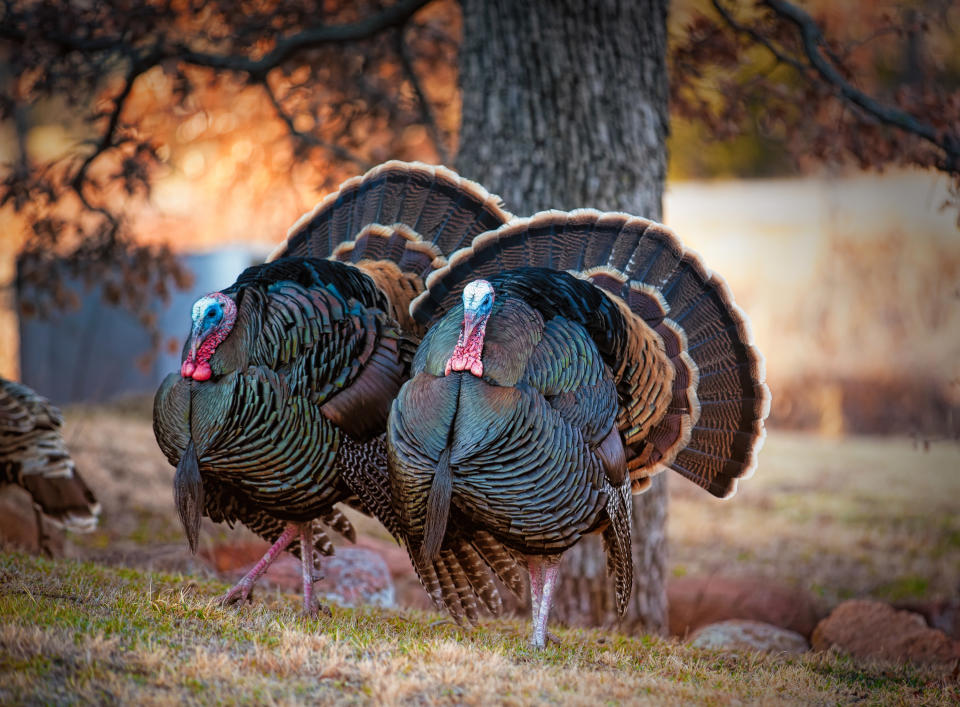 two wild tom turkeys