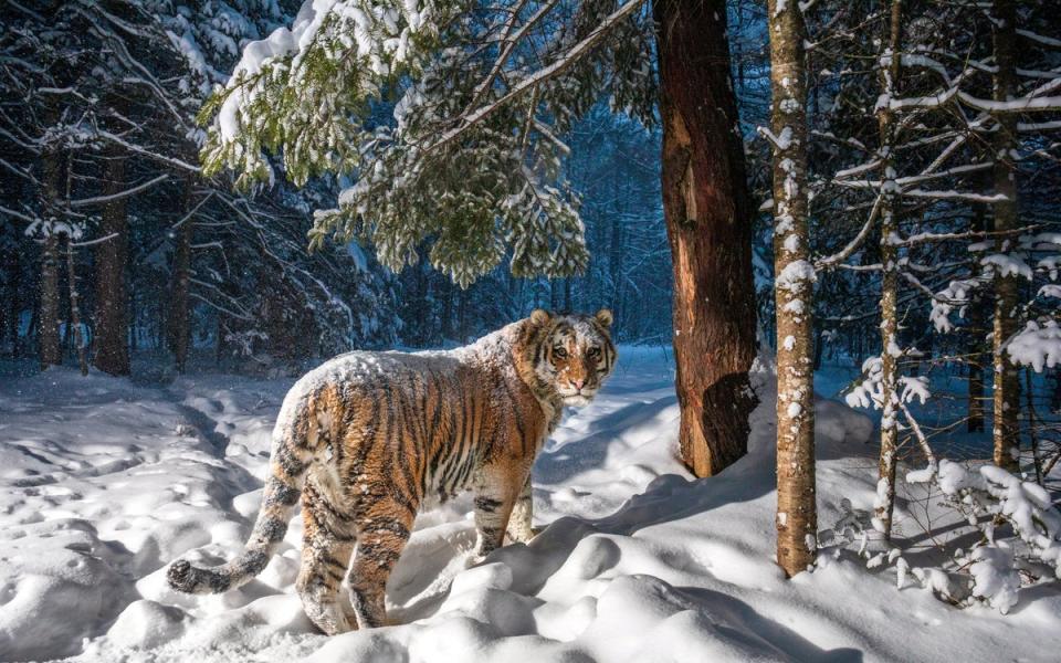 The hidden camera captures Siberian tiger Amur (Sascha Fonseca/SWNS)