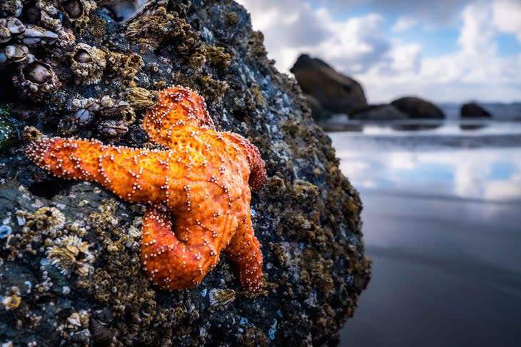 Starfish exposed during low tide at Ruby Beach in Olympic National Park