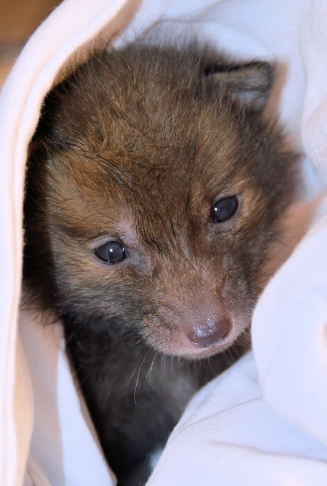 <p>Ein kleiner Fuchs erweicht wohl auch das härteste Herz. (Foto: WENN) </p>