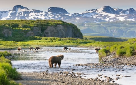 Alaskan bears - Credit: iStock