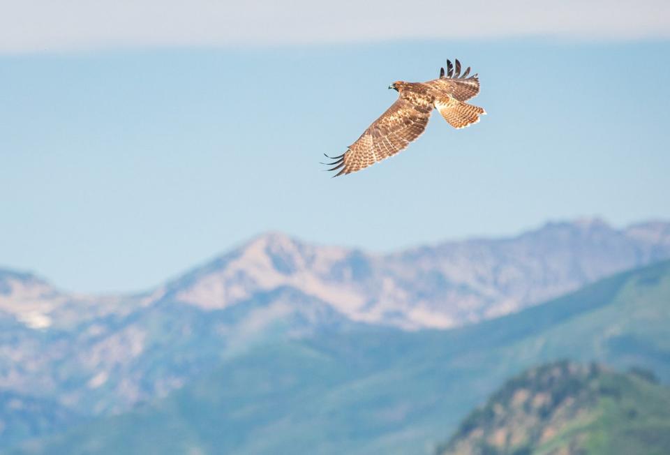 A juvenile red-tailed hawk flies over Sundance Resort after being released Saturday afternoon. The hawk was treated at Great Basin Wildlife Rescue its egg was discovered on the ground earlier this year.