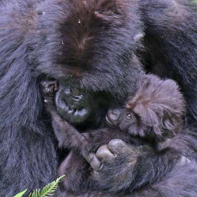 非洲的山地大猩猩（mountain gorilla）（Charles J Sharp@Wikipedia / CC BY-SA 4.0）