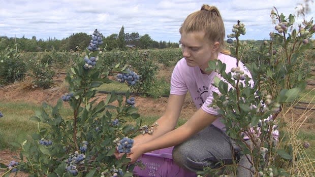 Karyss MacDonald is going into Grade 12 and says she is enjoying picking blueberries at Lorne Valley Ranch.   (Al MacCormick/CBC - image credit)