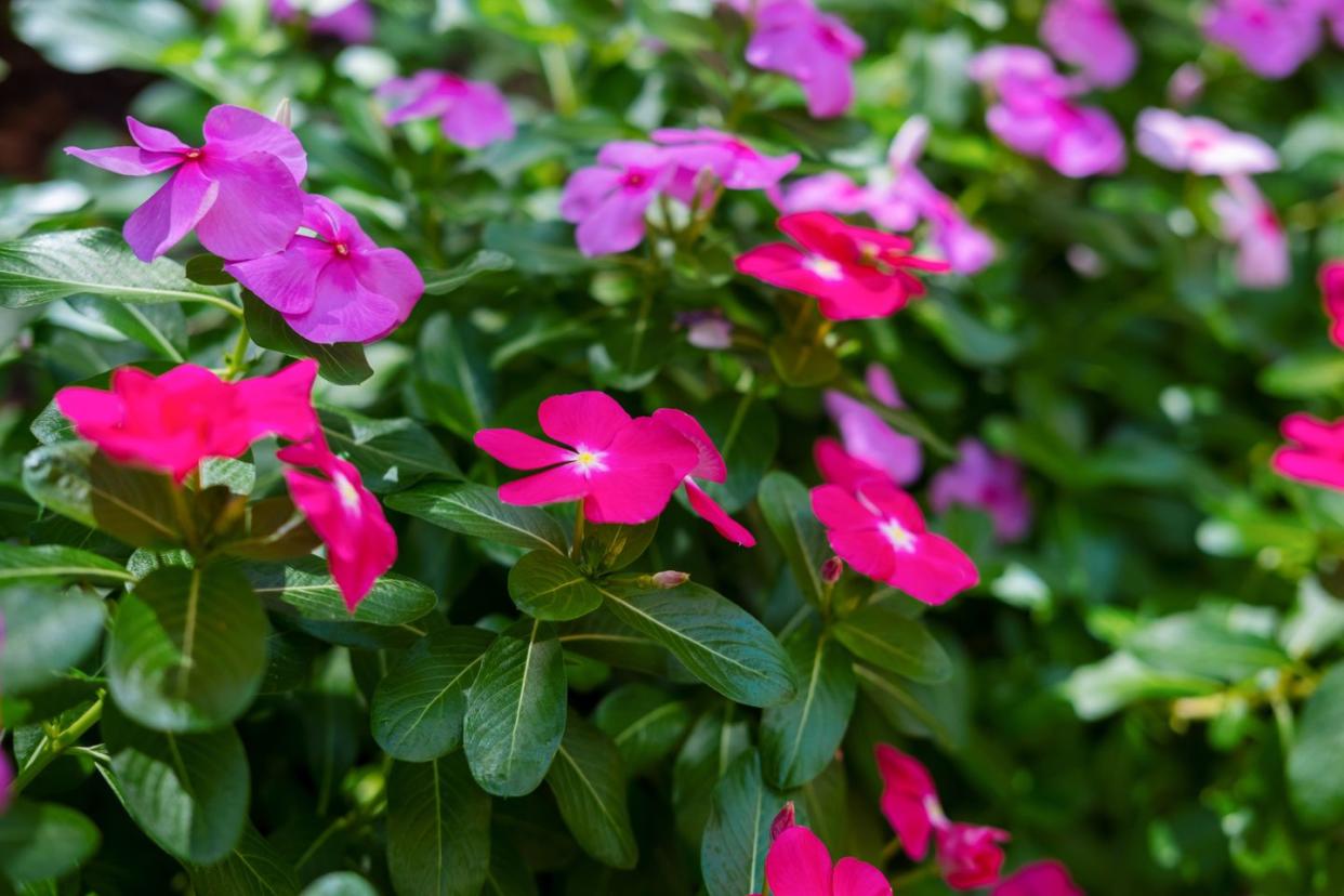 vinca flowers in bloom