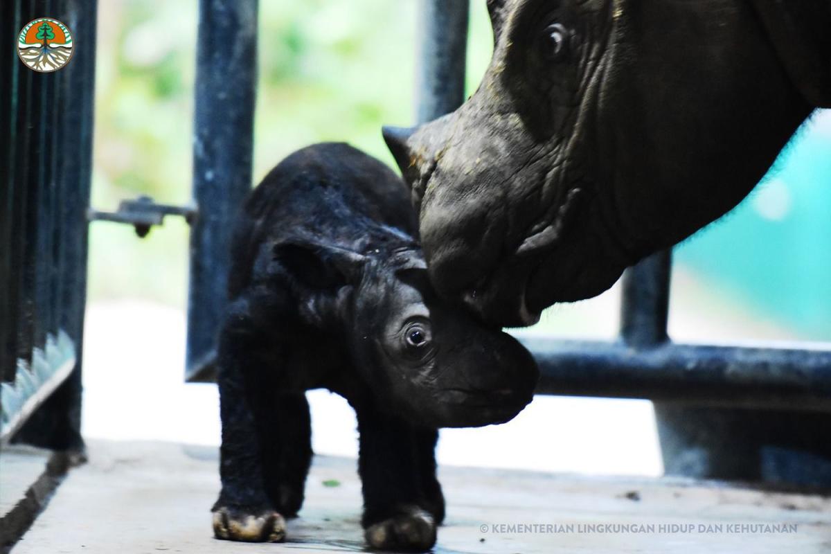 Rescue Of Critically Endangered Sumatran Rhino - International Rhino  FoundationInternational Rhino Foundation