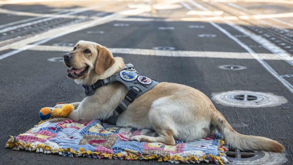 Sage, aircraft carrier Gerald R. Ford’s facility dog, visits the guided missile cruiser Normandy on June 20, 2023. (MC2 Malachi Lakey/U.S. Navy)