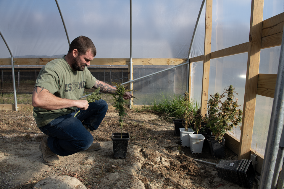 William Lane, a licensed hemp cultivator, picks dead leaves from a potted hemp plant inside one of eight greenhouses on his Portage County farm.