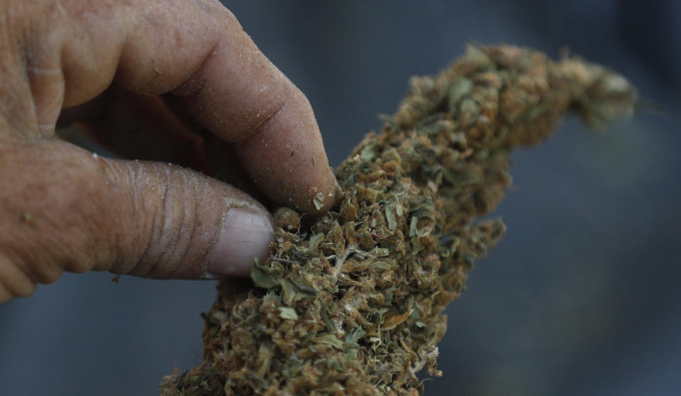 A man cleans a marijuana plant in the mountains surrounding Badiraguato, Sinaloa state, Mexico, Tuesday, April 6, 2021. In Mexico, the marijuana legalization effort is generating uncertainty among families that have cultivated the crop for generations, with many fearing that prices they are paid will continue to drop and what capos will do when faced with a new legal business. (AP Photo/Eduardo Verdugo)