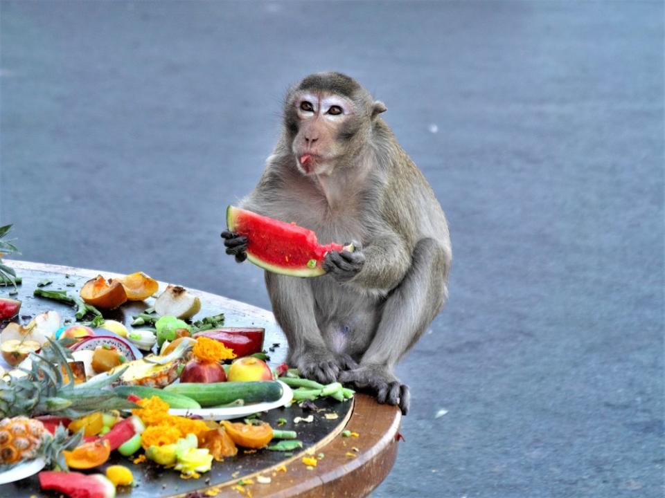 monkey eating watermelon