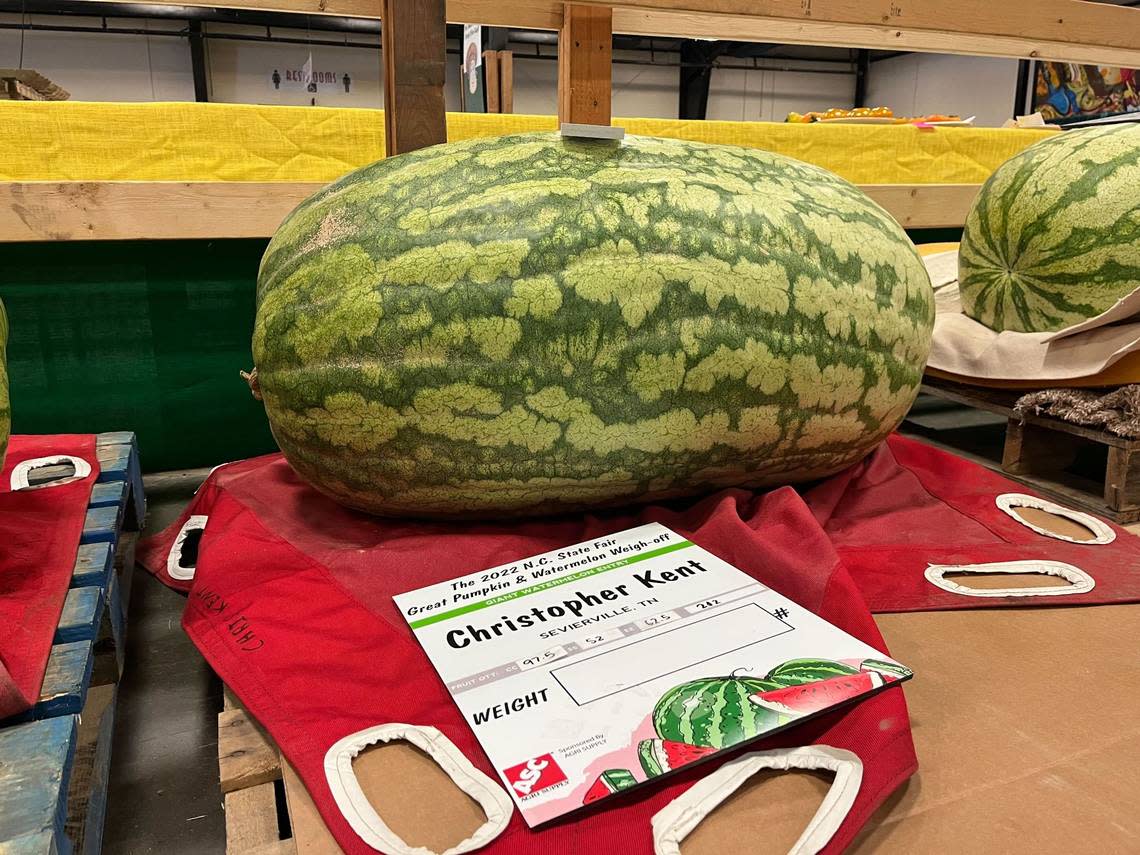 A watermelon on display at the North Carolina State Fair grown by Chris Kent from Sevierville, Tenn., on October 11, 2022.