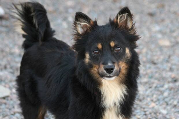 One of the 77 surrendered pups, Oreck.