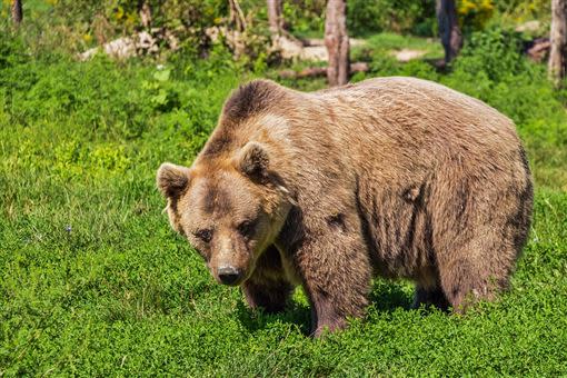 棕熊體型相當巨大。（圖／翻攝自Pixabay）