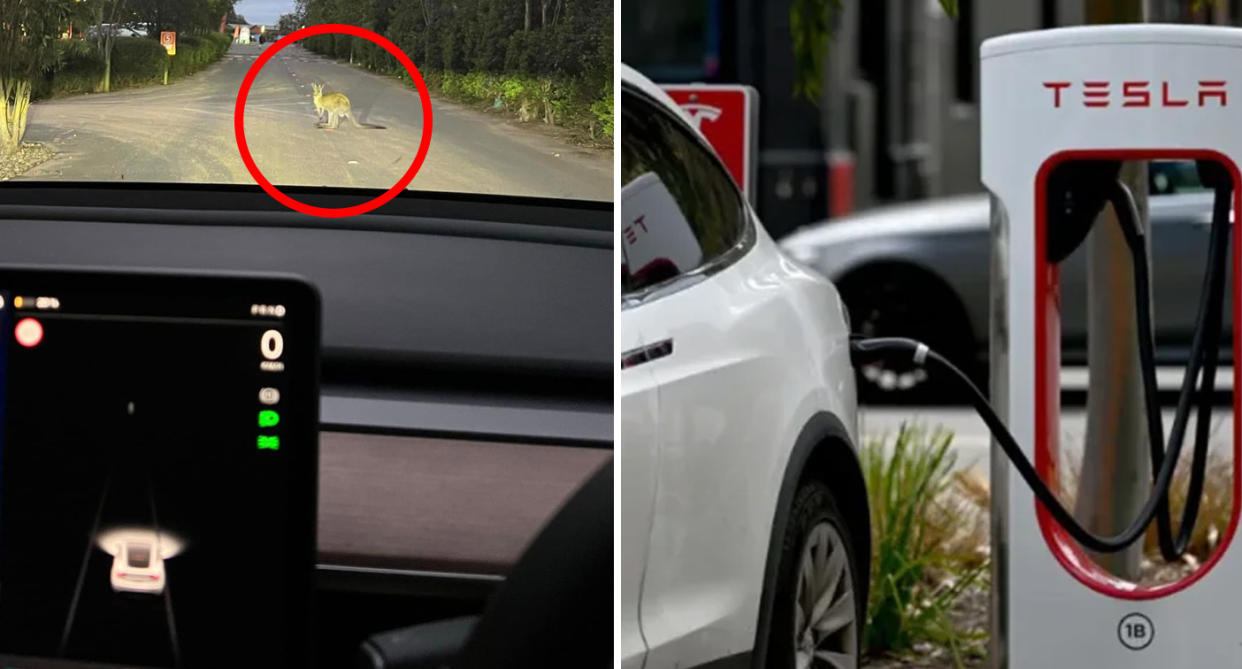 Tesla's innovative technology cannot recognise kangaroos on Australian roads (left) with a charging station (right).
