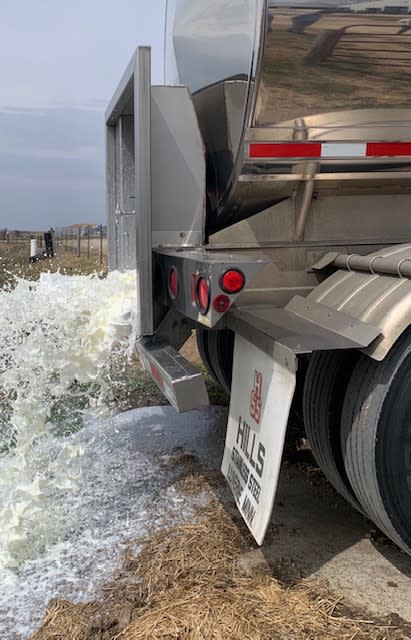 Dairy farmers dispose of milk they can't sell (Photo: Katie DeGagni) 