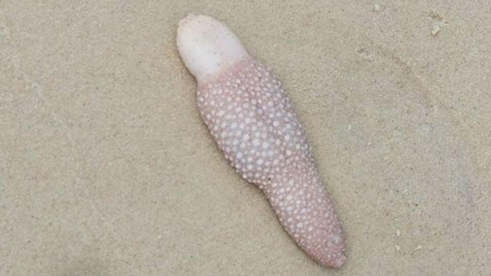 Catherine Nguyen and her sister came across a weird sea creature, which was later identified as an Obese Sea Pen, while at a beach in Queensland. Source: Supplied/Catherine Nguyen