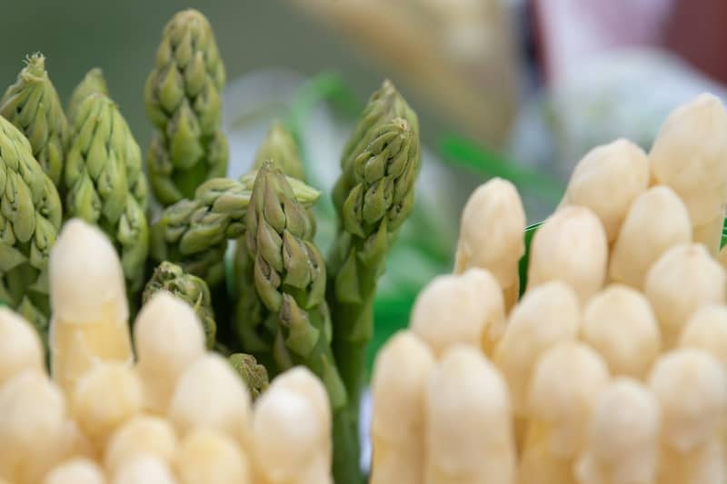 White gold: Every year the average German consumes about 1.7 kg of asparagus - mostly white, the green variety is less common in Germany. Sebastian Gollnow/dpa