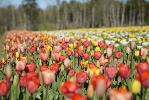 The monks of GEBIS hope to have their tulip fields open tomorrow.