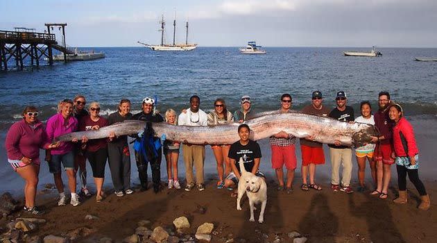 This photo released courtesy of the Catalina Island Marine Institute shows the crew of the sailing school vessel Tole Mour and Catalina Island Marine Institute instructors holding a five-metre-long oarfish that was found in the waters of Toyon Bay on Santa Catalina Island, California.